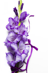 a romantic flower gladiola with purple ribbon over white background