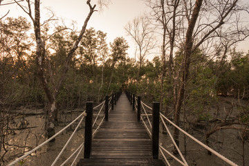 Obraz na płótnie Canvas evening mangrove forest Wood bridge