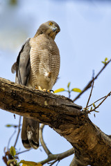 Shikra (small goshawk) in Kanha National Park in India