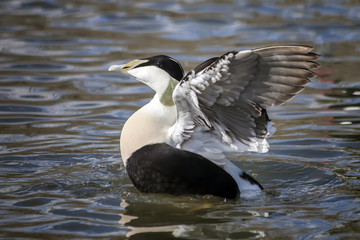 Common Eider Duck ( Somateria mollissima) sea bird which was used to make eiderdown