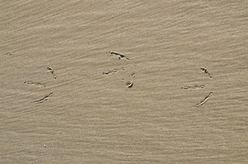 Tracks