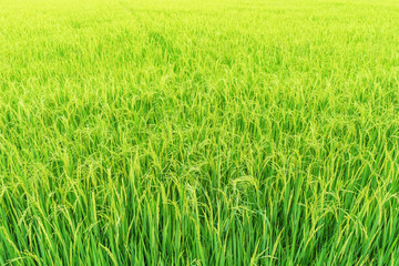 Green rice field natural background.