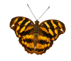 Isolated common pasha butterly ( Herona marathus ) in dorsal view on white