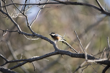 bird 野鳥