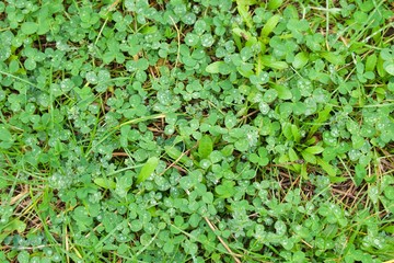 Green clover with rain drops