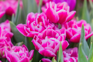 Fototapeta premium pink tulips field, soft focus