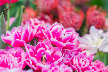 pink tulips field, soft focus