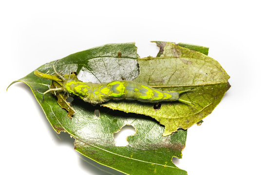Top view caterpillar of common pasha butterly ( Herona marathus ) resting on leaf