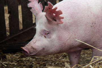 Extreme headshot closeup of a big domestic pig