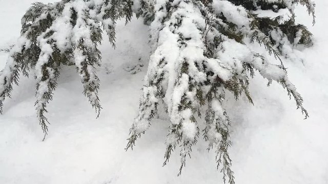 Branch thuja cypress tree covered with snow during blizzard. 4k 30fps video. Dynamic scene.