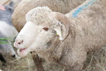 a head of a sheep living in a farm