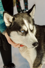 Closeup portrait of Siberian husky dog with a snood