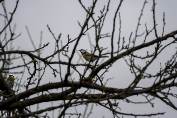 Fototapeta na wymiar titmouse sitting on a tree branch