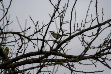 titmouse sitting on a tree branch