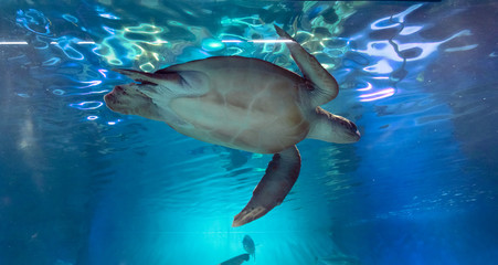 Fototapeta premium Green sea turtle swimming in the water