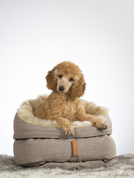 Cute poodle puppy looking from the soft and fluffy bed. Image taken in a studio with white background.