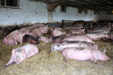 Group of mighty pregnant sows laying on fresh hay in the barn