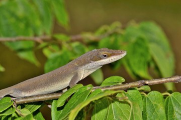 Brown anole lizard in tree foliage, ventral macro view in Houston, TX USA.