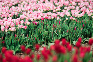 ピンク色のチューリップ畑