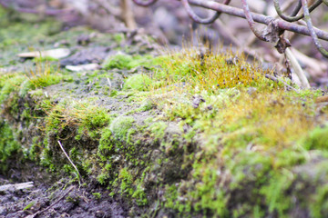 moss and lichen concrete fence