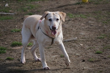 Yellow dog