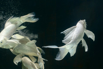 platinum carp fish in aquarium cabinet black background