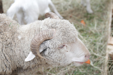 a head of a sheep living in a farm