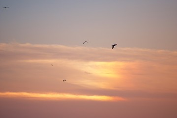 Seagulls in the colored evening sky