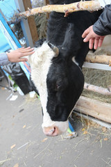 a head of a black-and-white cow with people's hands patting it
