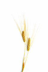 Wheat isolated with Space