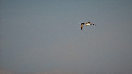 flying bird in the gray sky