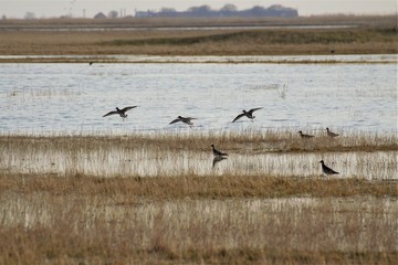 landing birds in the swamp