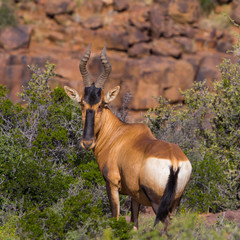 Red Hartebeest standing