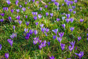 Fototapeta premium Some Crocus growing in the wild 