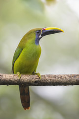 Emerald Toucanet - Aulacorhynchus prasinus, beautiful colorful toucan from Costa Rica forest.