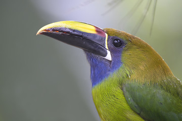 Emerald Toucanet - Aulacorhynchus prasinus, beautiful colorful toucan from Costa Rica forest.