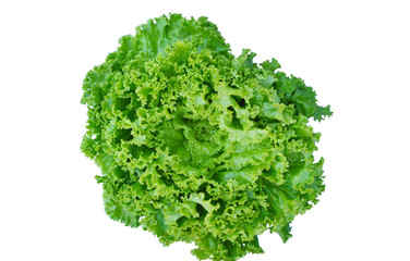 Obraz premium Organic Loose leaf lettuce on white background