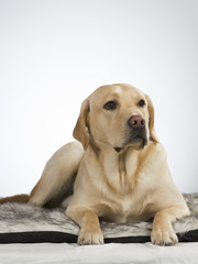 Labrador portrait. Image taken in a studio with white background. The dog looks a bit depressed.