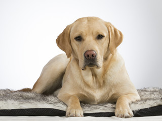 Labrador portrait. Image taken in a studio with white background. The dog looks a bit depressed.