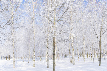 Winter landscape in the Park