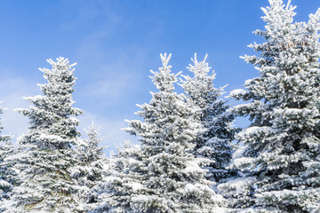 Winter landscape in the Park