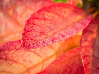Obraz premium The White Striped Red Poinsettia Leaf