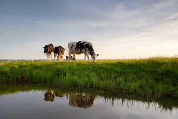Papier Peint photo Lavable Vache les vaches paissent dans les pâturages au bord de la rivière