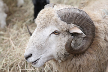 a head of a sheep living in a farm