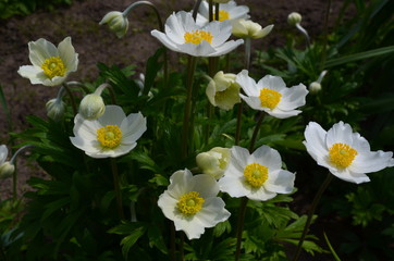 Blooming anemones, white spring flowers