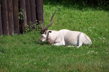A white antelope, a screwhorn antelope, an addax © E-lona