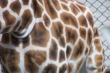 Skin of a giraffe © E-lona
