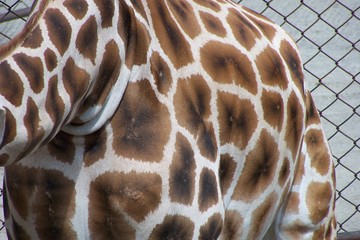 Skin of a giraffe