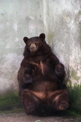 A resting brown bear - obrazy, fototapety, plakaty