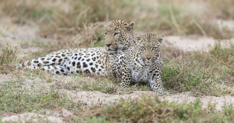 Male and female leopard getting together for mating in nature
